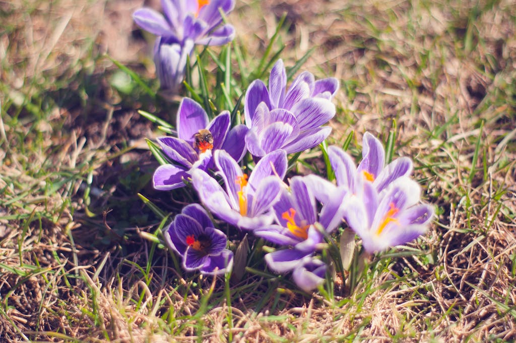 Close-up Photo of Purple Saffron Crocus