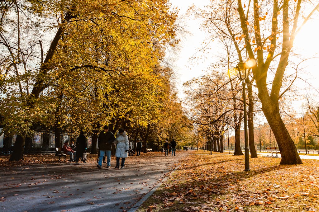 People Walking on Gray Concrete Pathway Between Trees during Daytime